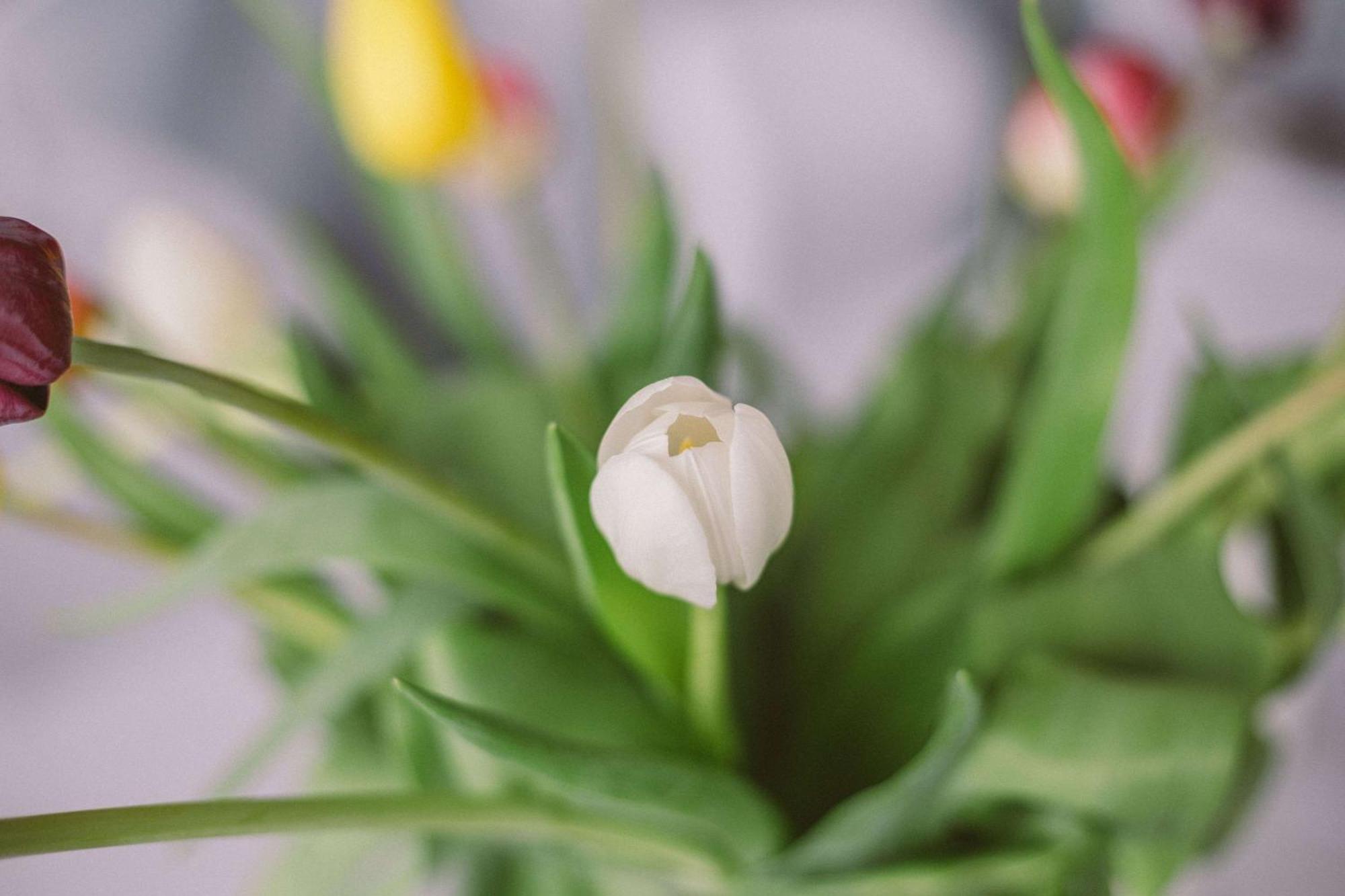Radisson Collection Hotel, Waterfront 케이프타운 외부 사진 Tulips